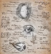 Anatomische Studie zum Auge