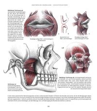 Anatomische Studie zu Mund / Kiefermuskeln